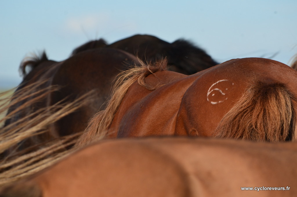 Les chevaux en Mongolie